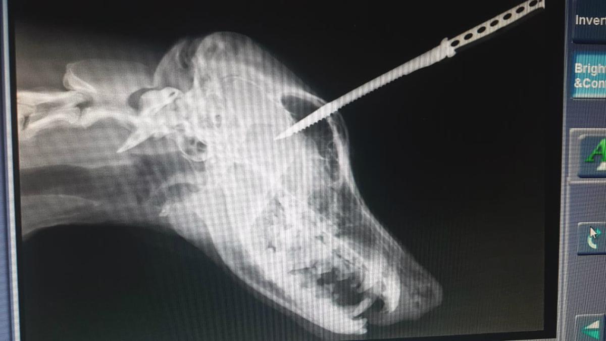 Dog Survives Steak Knife Embedded in Skull After Growling At Gangster