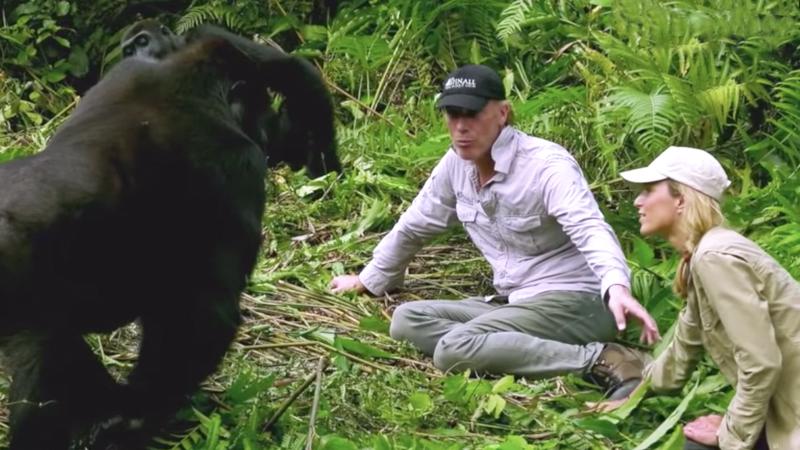 Conservationist Introduces Wife to His Gorilla Friends and They’re ‘In Love With Her’