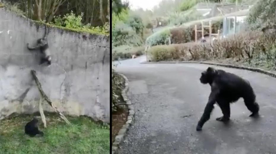 Belfast Zoo Visitors ‘Petrified’ As Escaped Chimpanzees Roam Free