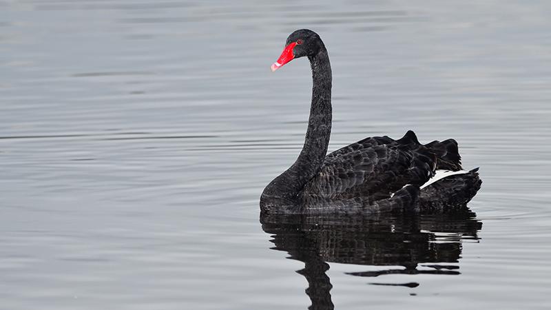 Bullied Black Swan Rejected by All, Becomes Mom to 6 Cygnets