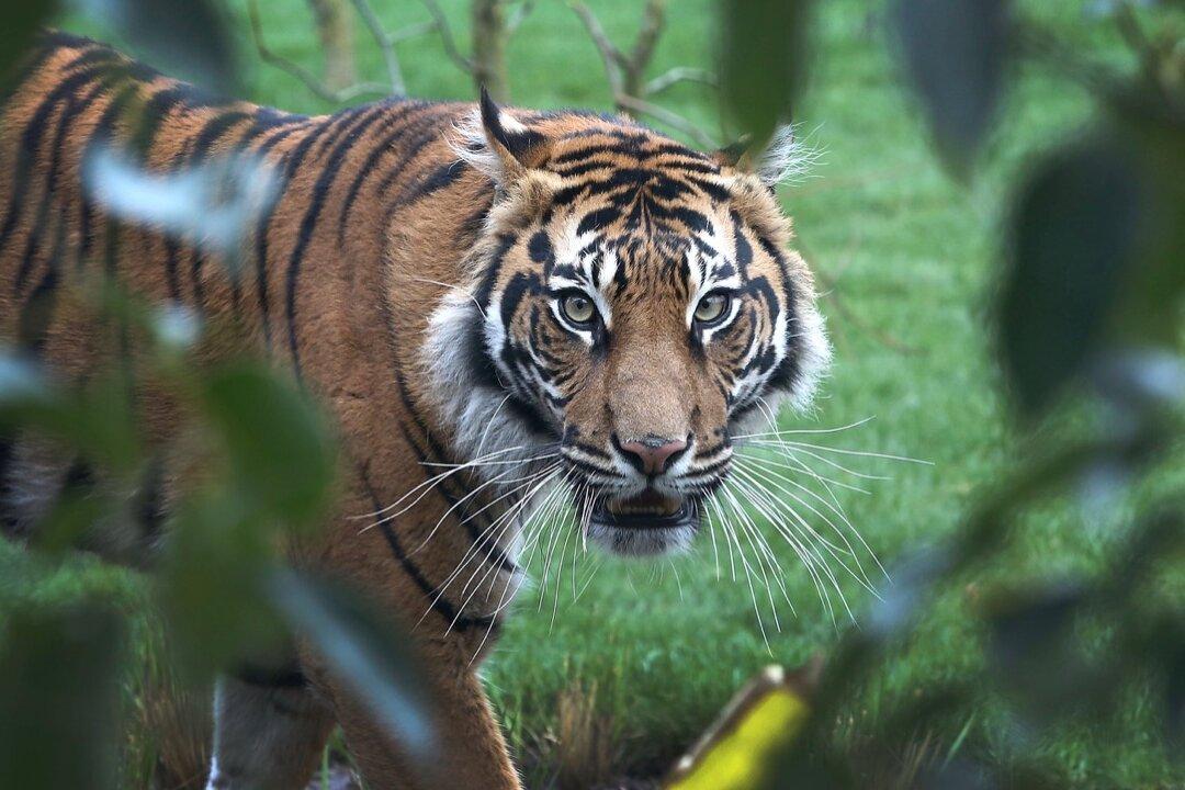 Rare Tiger Killed by Potential Mate During First Day Together
