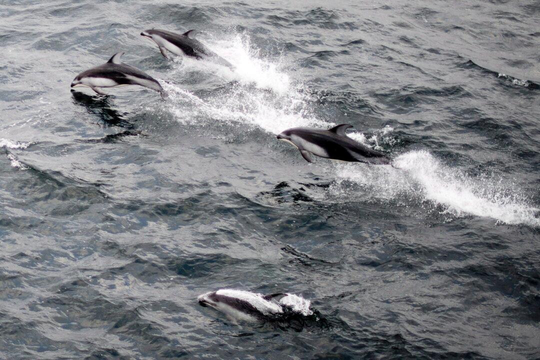 Viral: Dolphin, Whale Stampede Near Dana Point