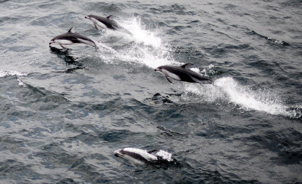 Viral: Dolphin, Whale Stampede Near Dana Point