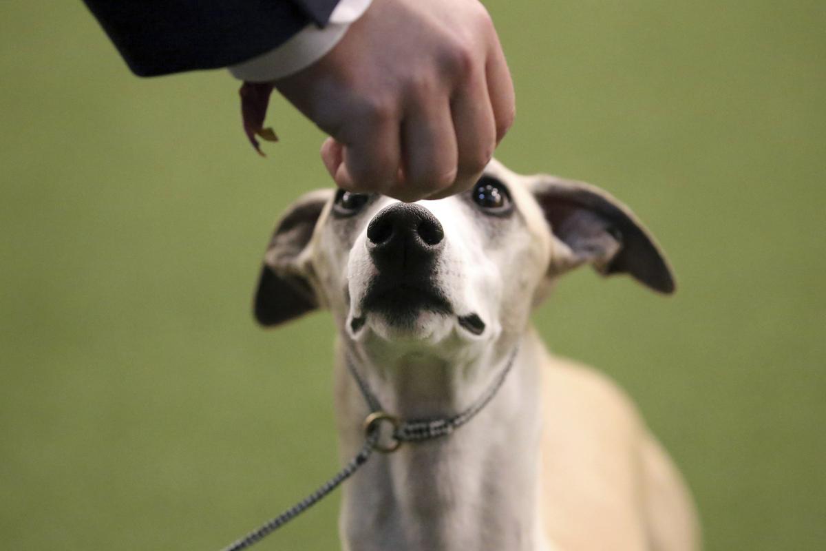 No Chaser: Bourbon Tops Whiskey in Westminster Whippet Upset