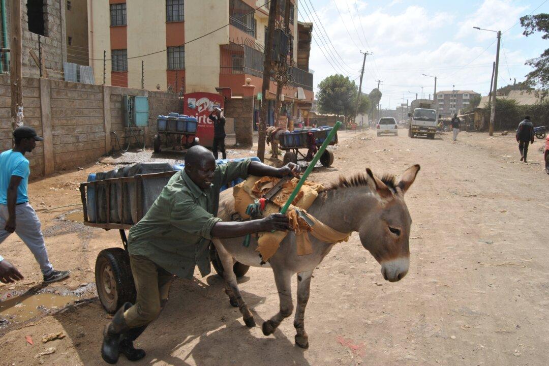 China’s Demand for Donkey Products Leaves East African Households Without Source of Livelihood