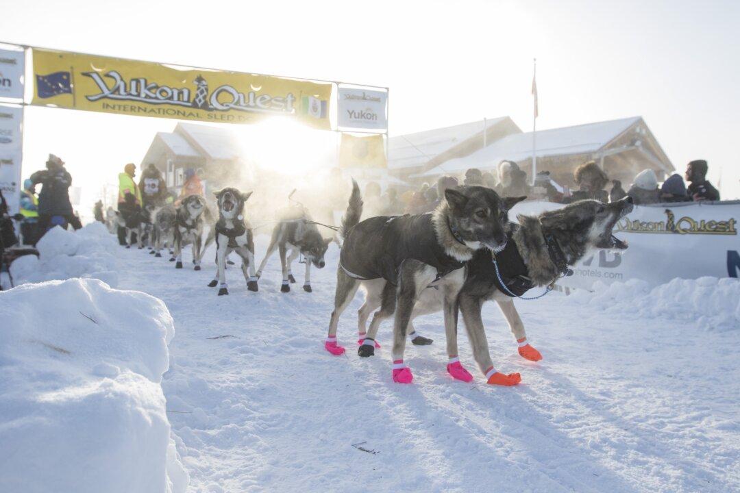 Brent Sass, Alaskan Musher, Wins 2019 Yukon Quest With Full Team of Dogs