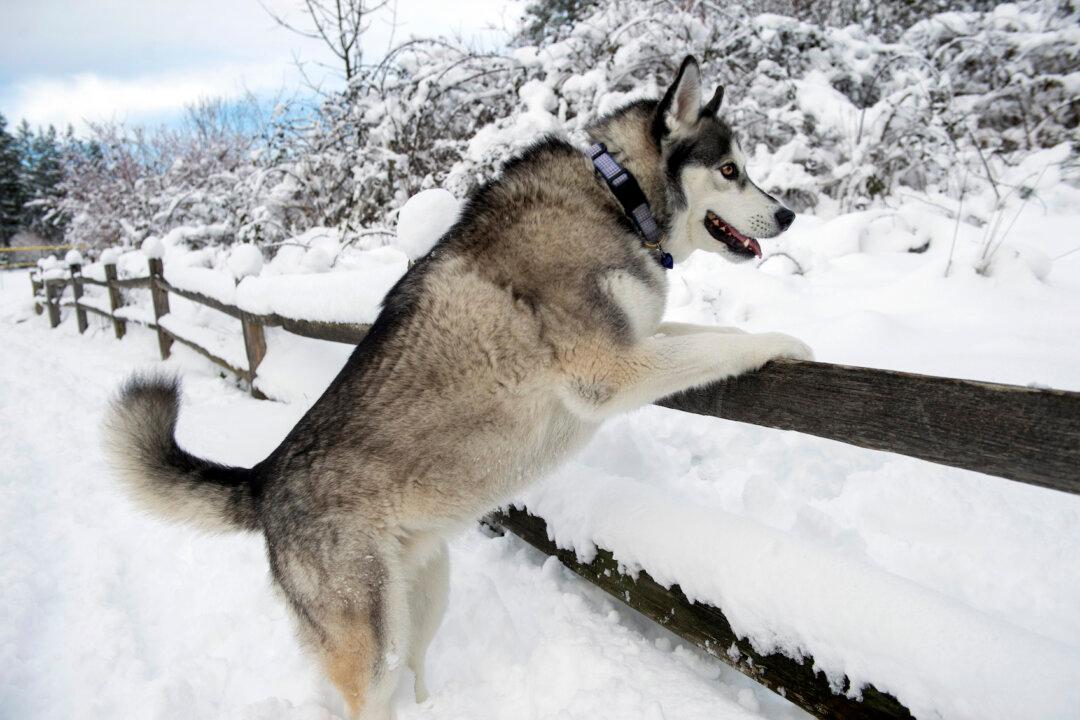 Snow Slams Northwest Again and Even Hawaii Gets Some