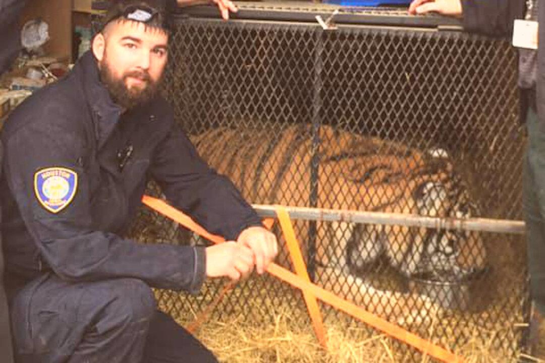 Weed Smoker Stumbles Across Overweight Tiger in Abandoned Houston Garage