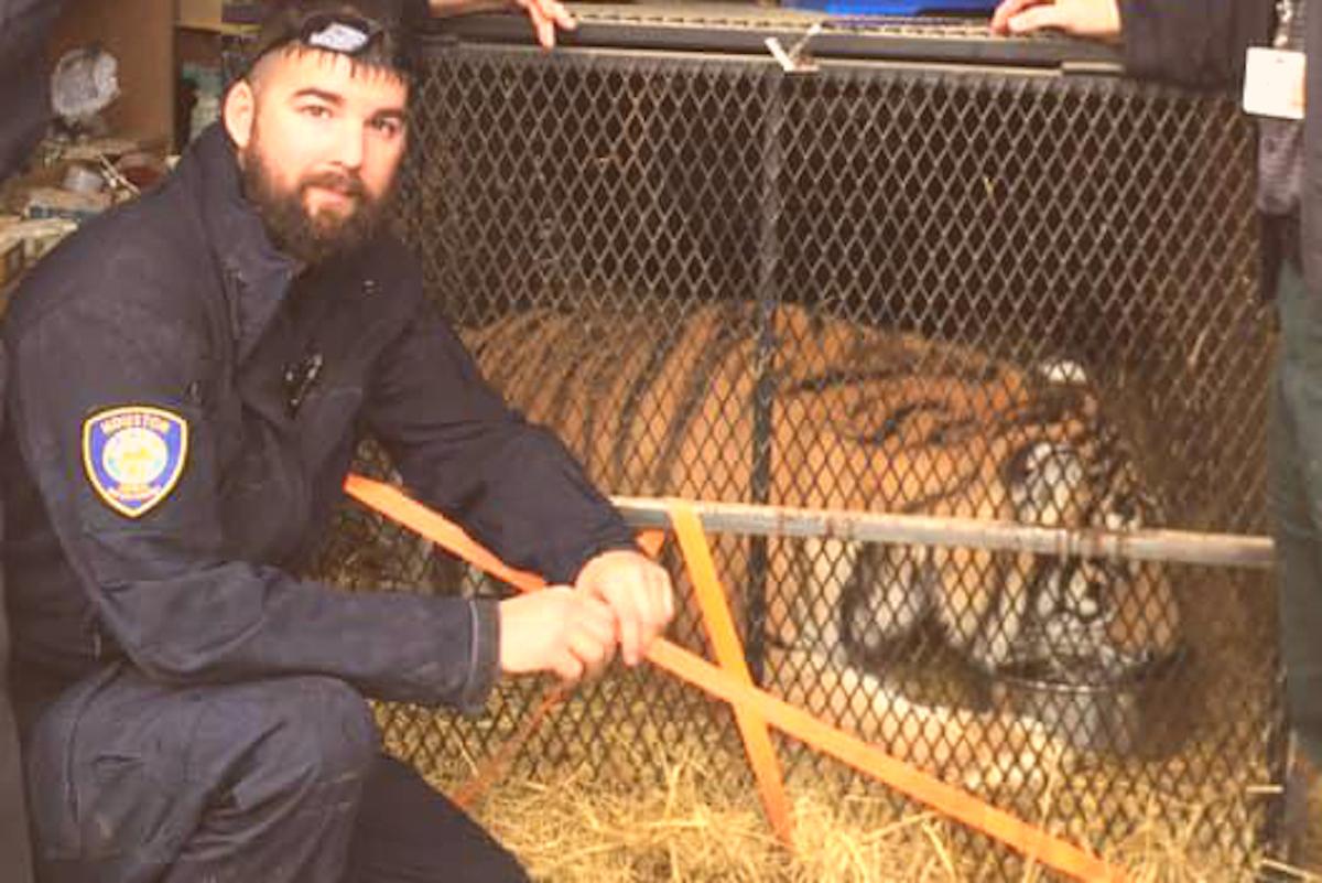 Weed Smoker Stumbles Across Overweight Tiger in Abandoned Houston Garage