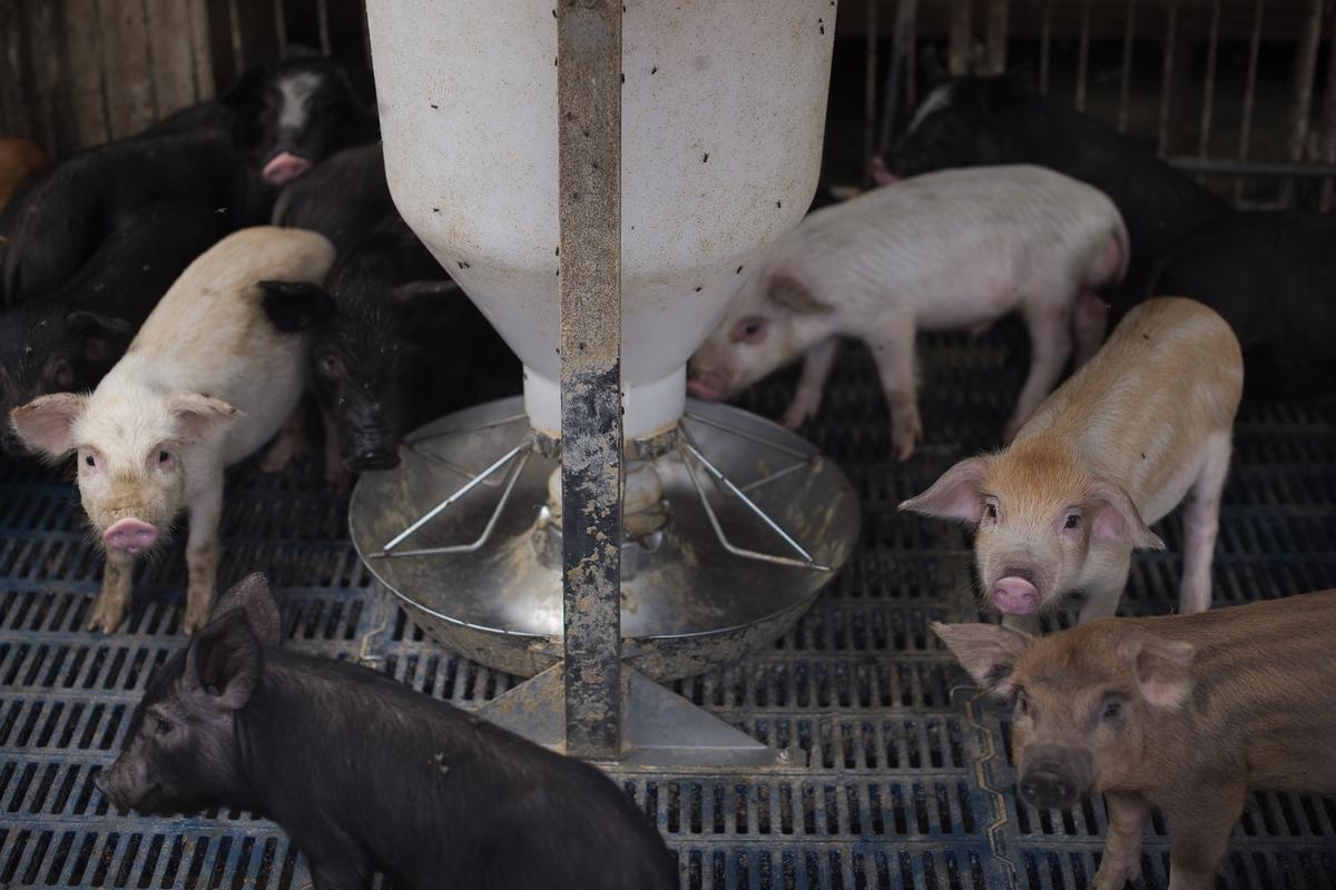 China’s Tech Giants Introduce On-Farm Pig Face Recognition Technology