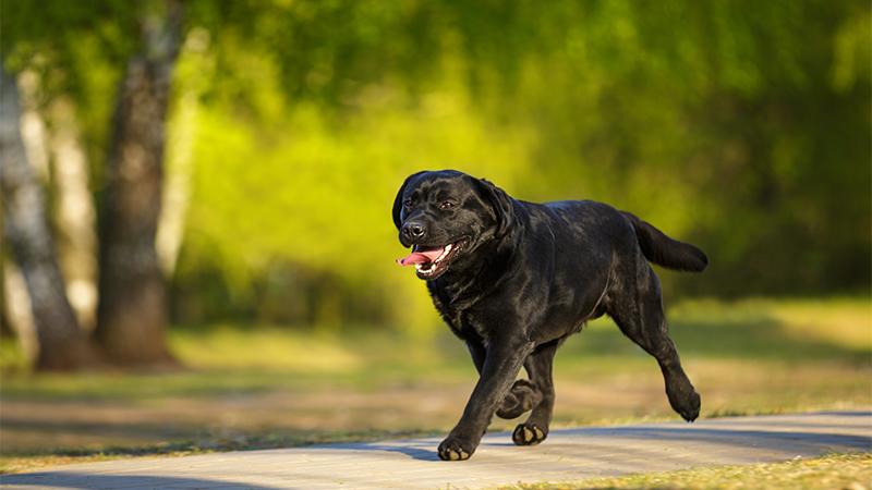 Black Lab Runs Off From Home on an Adventure, but Later Returns Home With Two New Friends