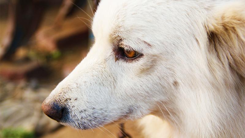 Deaf and Blind Dog Can ‘Sense’ Human Dad Returning Home, and It’s Amazing