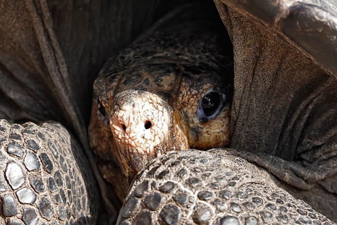 Rare Giant Tortoise Species Assumed Extinct for 100 Years Is Rediscovered in the Galapagos
