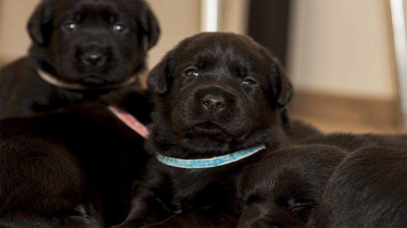 9 Hungry Puppies Found Abandoned in Bag Duct-Taped Shut in San Diego Park