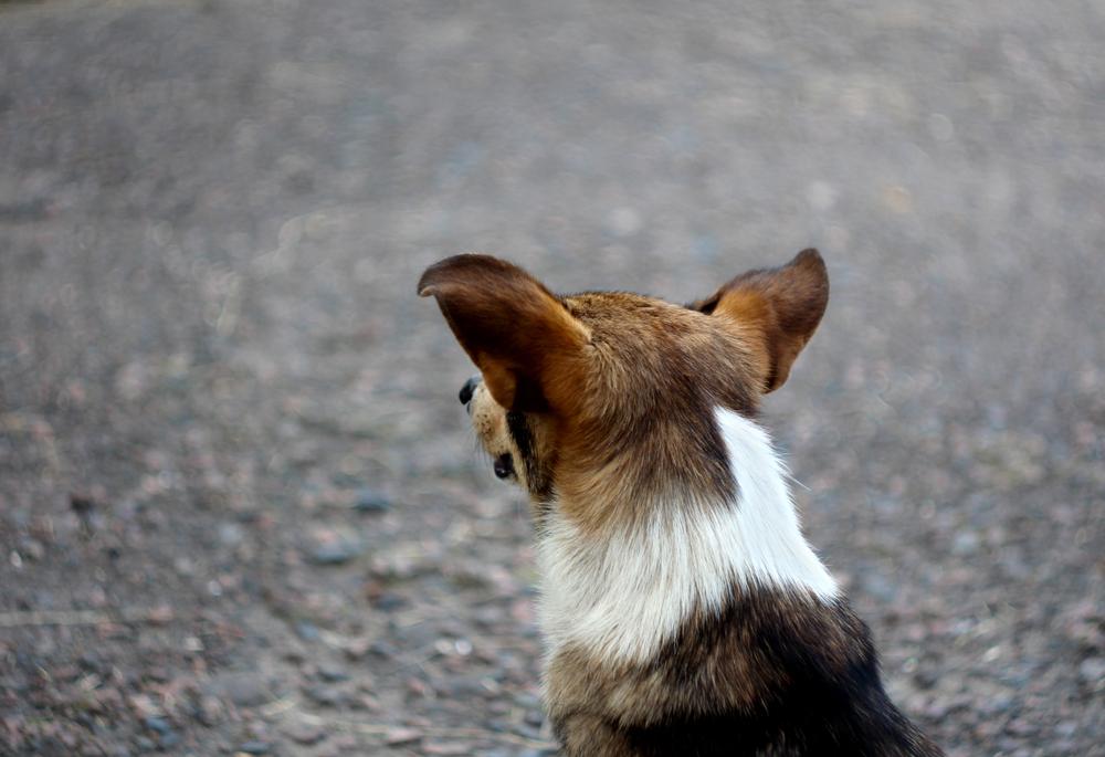 Illustration - Shutterstock | <a href="https://www.shutterstock.com/image-photo/dog-sitting-on-pavement-1272653842?src=tX_a4K47MC0W0E4SKOil5A-4-27">Melnychuk Iren</a>
