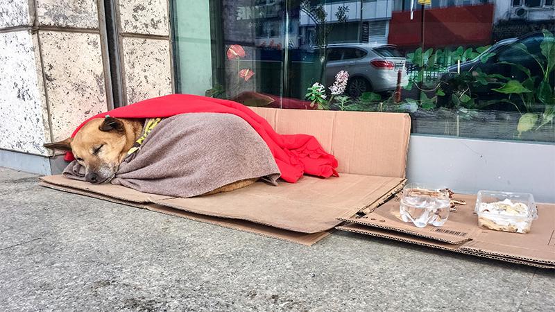 Woman’s Heart Breaks Seeing Stray Dog Shivering in the Cold, So She Gives Up Her Scarf