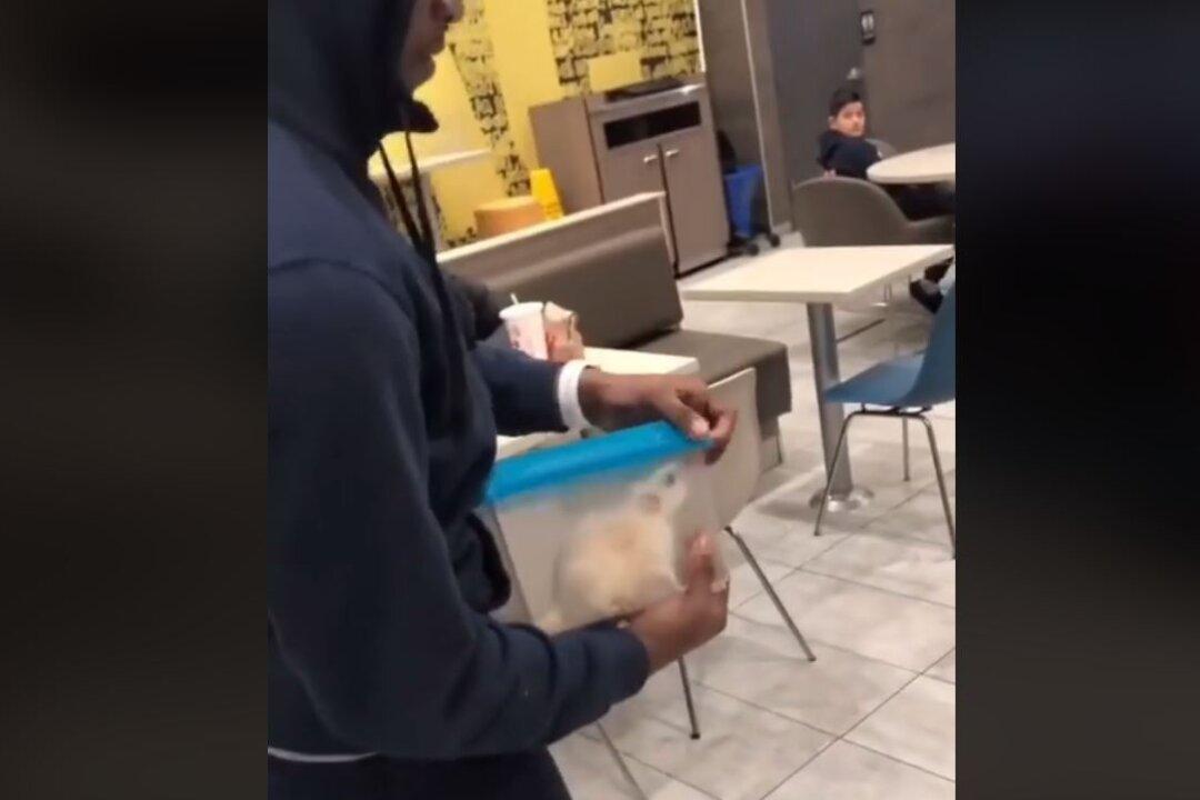 Video: After Man Releases Rat in McDonald’s, Chaos Ensues
