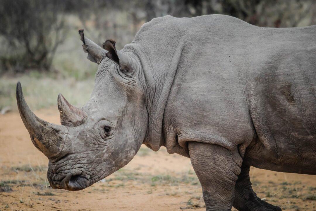 Rhino Poaching Crisis in South Africa Exposed in ‘Stroop’ Documentary