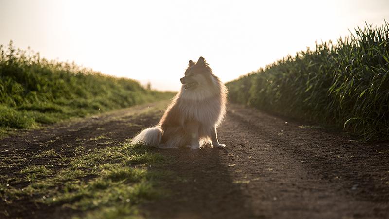 Confused Pup Didn’t Know Owner Was Abandoning Her, Waits 10 Years for His Return