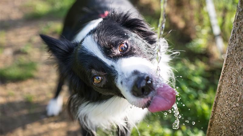 Elderly Man Joyfully Carries Water in His Cupped Hands to Quench Stray Dog’s Thirst