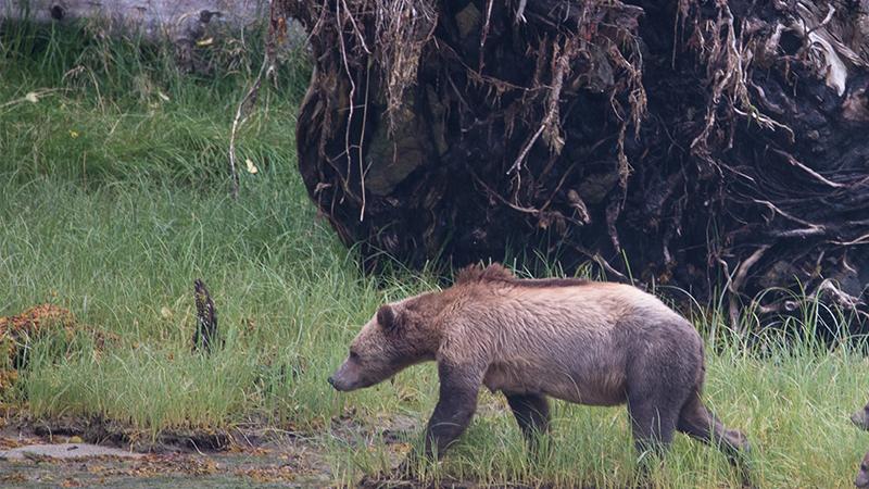 ‘Unrecognizable’ Black Bear Cub Found Scrounging in Dumpster Makes Incredible Recovery