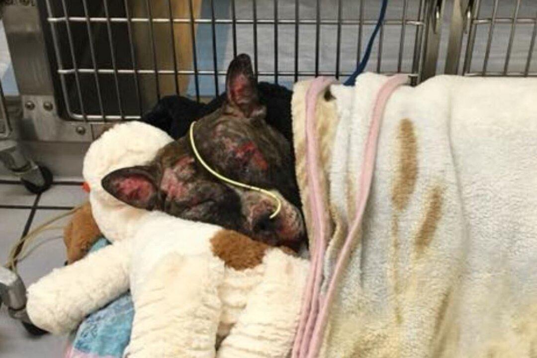 Dog Set on Fire After Being Tied to Pole Dies, Animal Control Says
