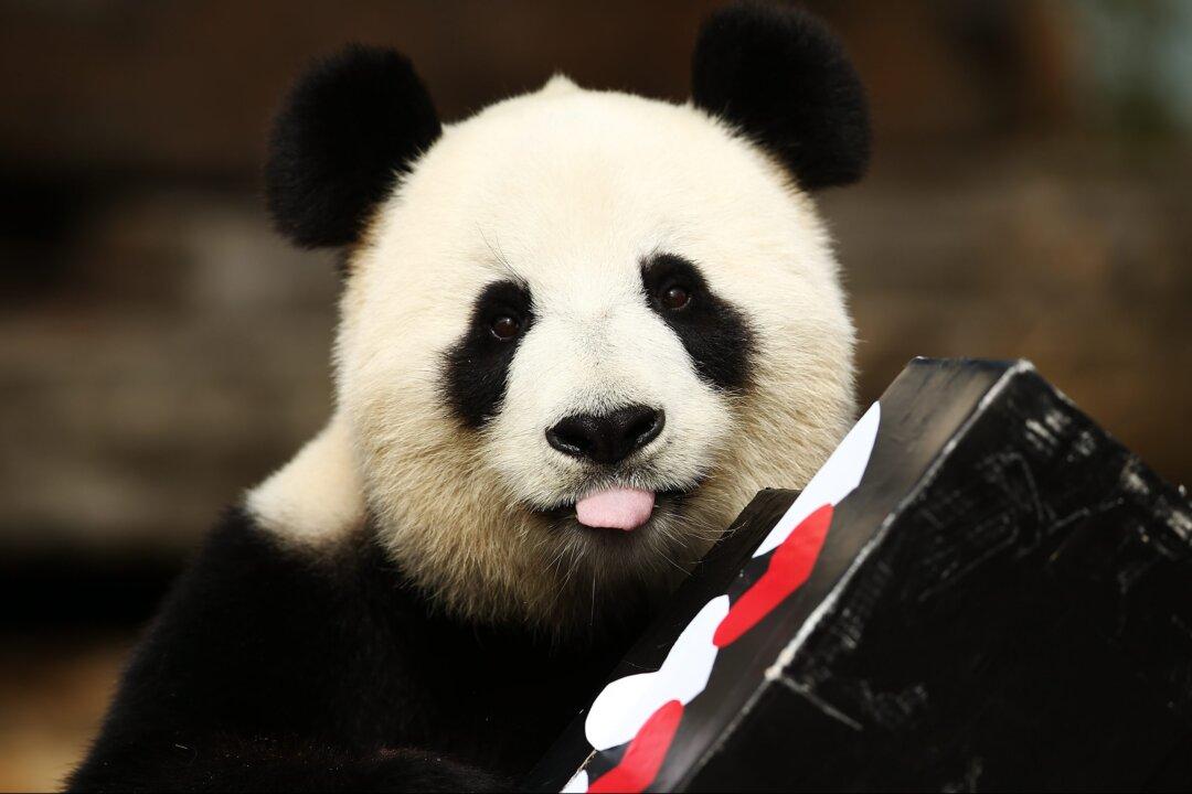 Adelaide Zoo Receives Funding to Keep China’s Panda