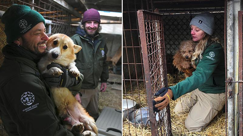 Hundreds of Dogs Bred As ‘Friend and Food’ Rescued From Korean Meat and Puppy Farm