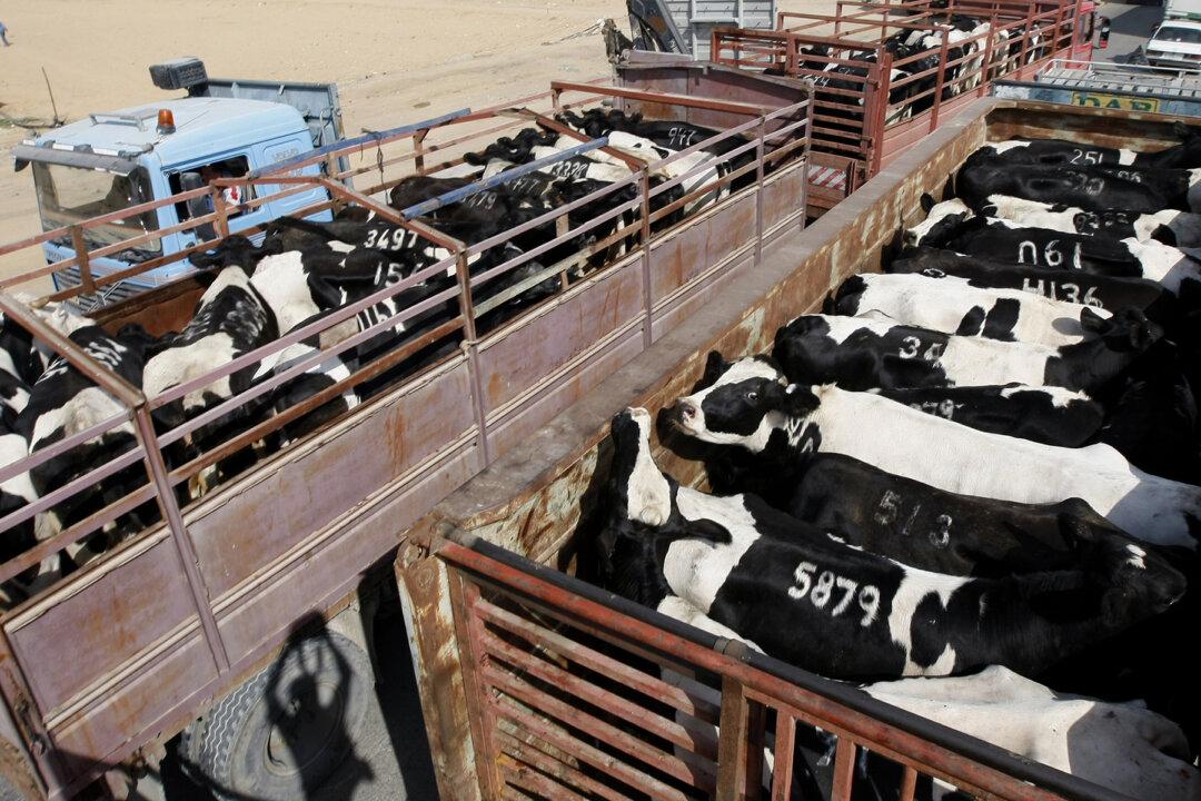 Adorable Cow Escapes Truck En Route to Slaughterhouse Before Rescuers Learn a Secret She’s Been Keeping