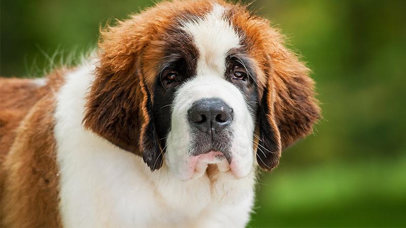 Lonely Widow Finds Joy in Life Again with Visits from the Giant Pup Next Door