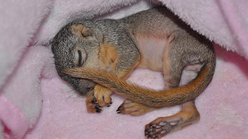 Man Calls Police on Tiny Squirrel Giving Him Chase