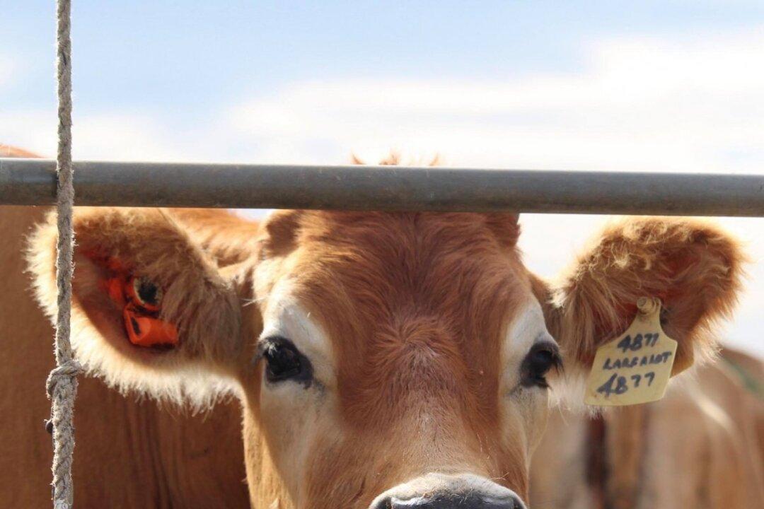 Vegan Activist ‘Attack Map’ Prompts Agriculture Minister to Call for Calm