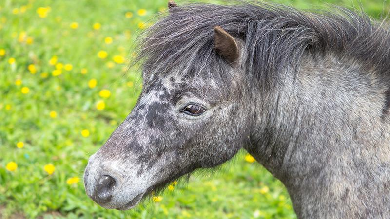 Golden Retriever Gives Sick Miniature Horse a New Lease on Life
