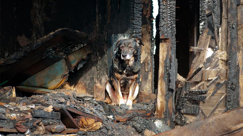 Dog Saves Family from Devastating Fire That Burned Home to Ground