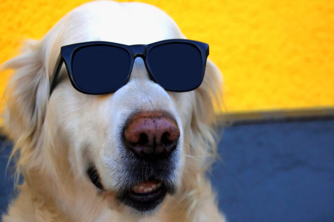 11 Hilarious Photos of Cheeky Pets Caught in the Act, Just for Your Pleasure