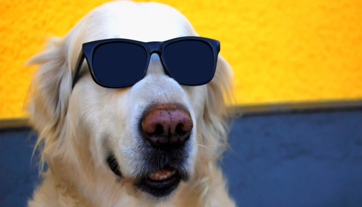 11 Hilarious Photos of Cheeky Pets Caught in the Act, Just for Your Pleasure