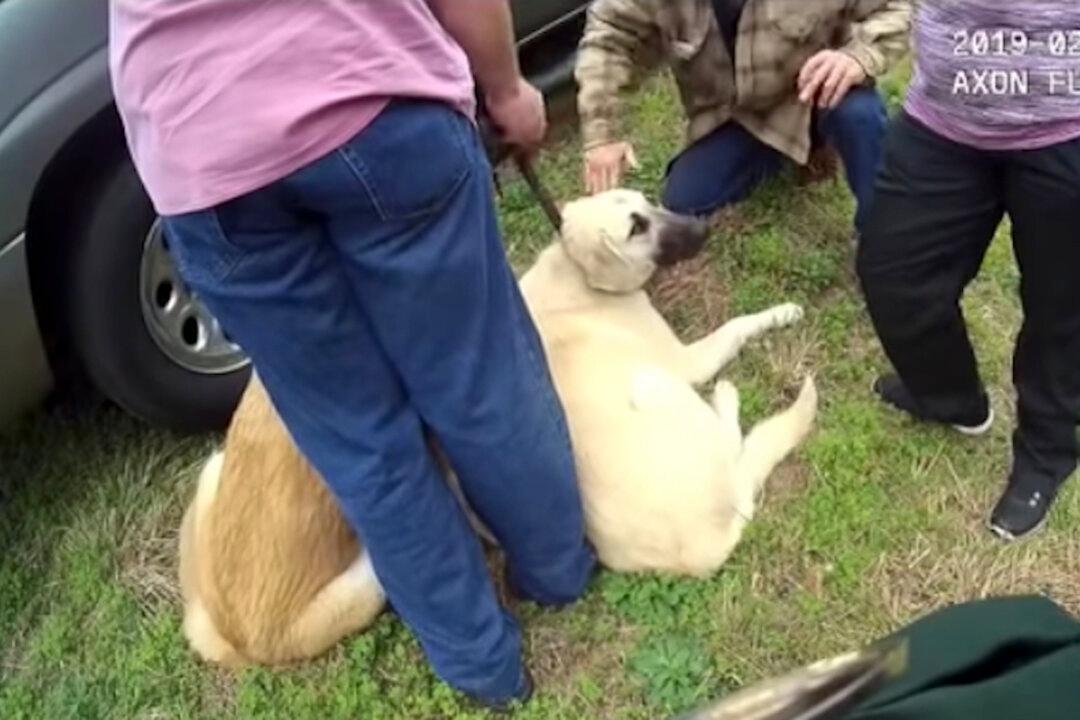 Dogs Guard Missing Children From Highway as They ‘Chased Rainbows’ in Florida