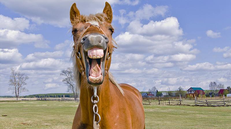 Dad Bursts Out Laughing When He Sees Face of the Horse Daughter’s Taking Selfies with