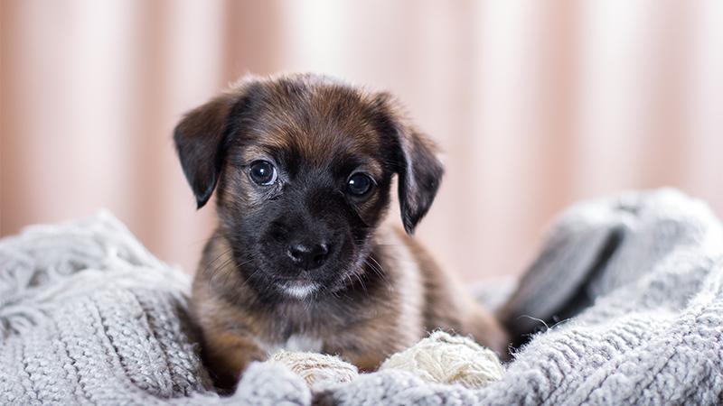 Woman Saves Puppies Tossed Out from Moving Truck and Helps Find Forever Homes