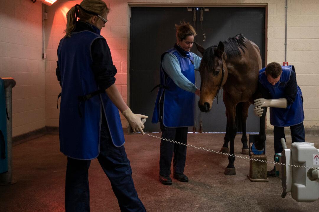 Horses and Humans: Will We Ever Conquer Influenza?