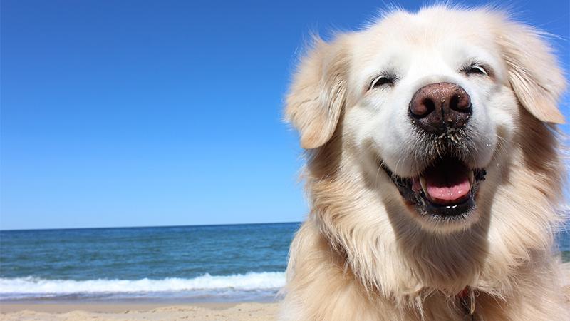 Blind Therapy Dog Teaches People to ‘Live the Moment’ With His Contagious Positivity