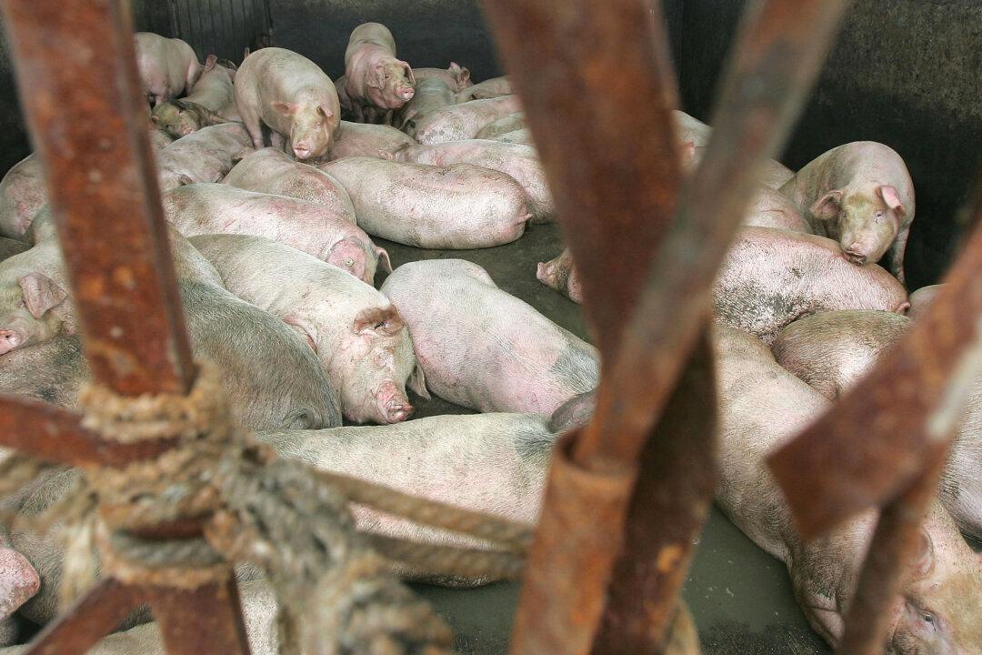 Experts Warn of Pollution, Human Health Risks from Spread of African Swine Fever in China