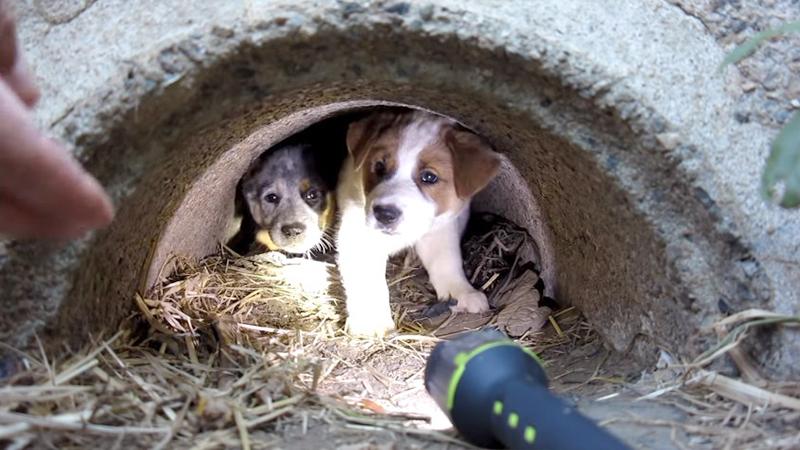 Man Promises Dead Stray Dog That He Would Save Her Three Puppies, and He Did