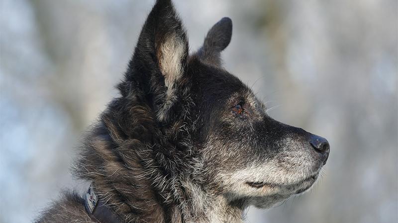 Luke Bryan’s Senior Rescue Pup, Poochie, Passes Away 9 Days After They Take Him Home
