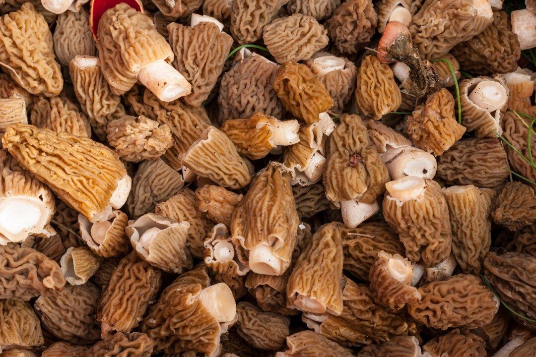 Woman Dies After Eating Speciality ‘Poisonous’ Mushrooms at Michelin-Starred Restaurant