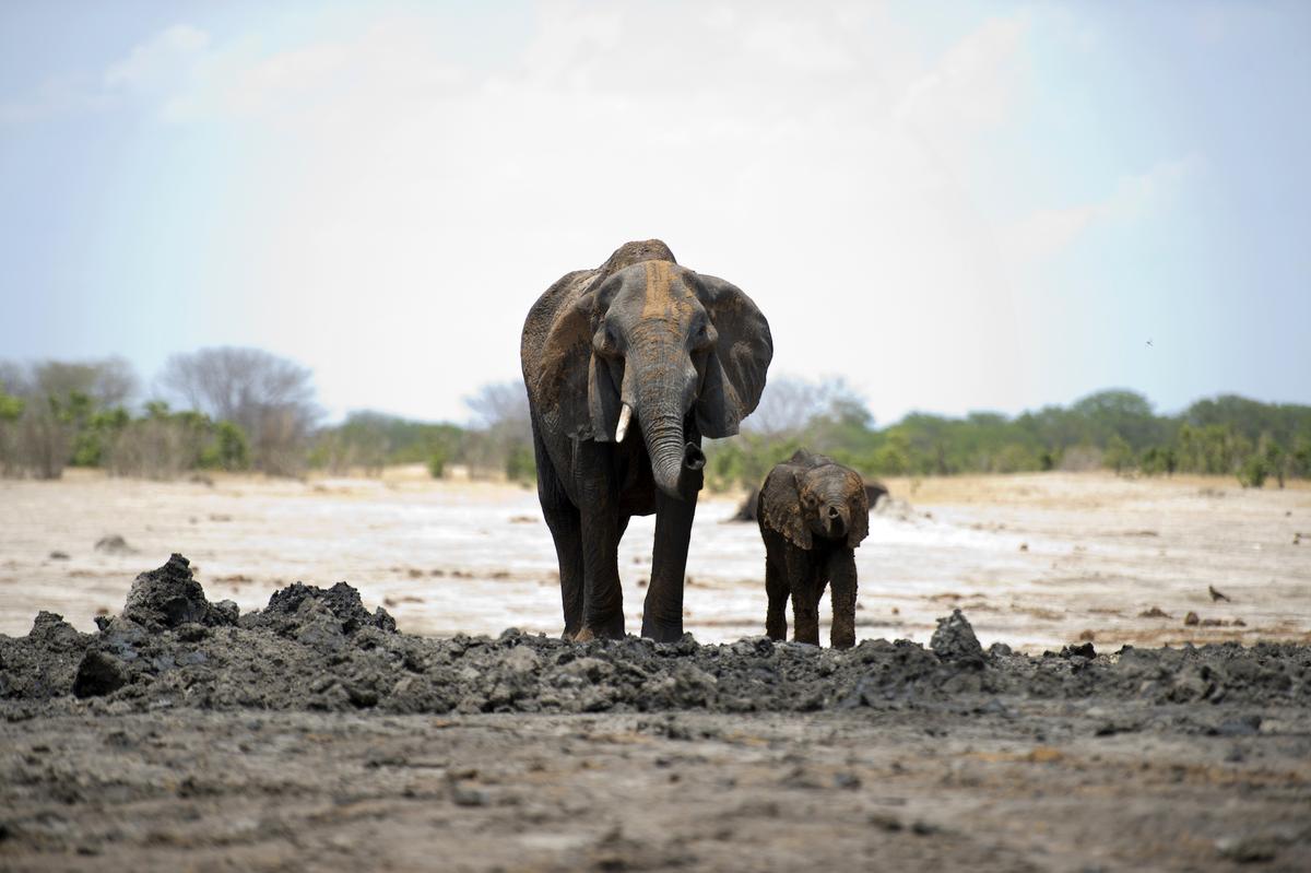 Elephant Kills British Soldier During Anti-Poaching Operations