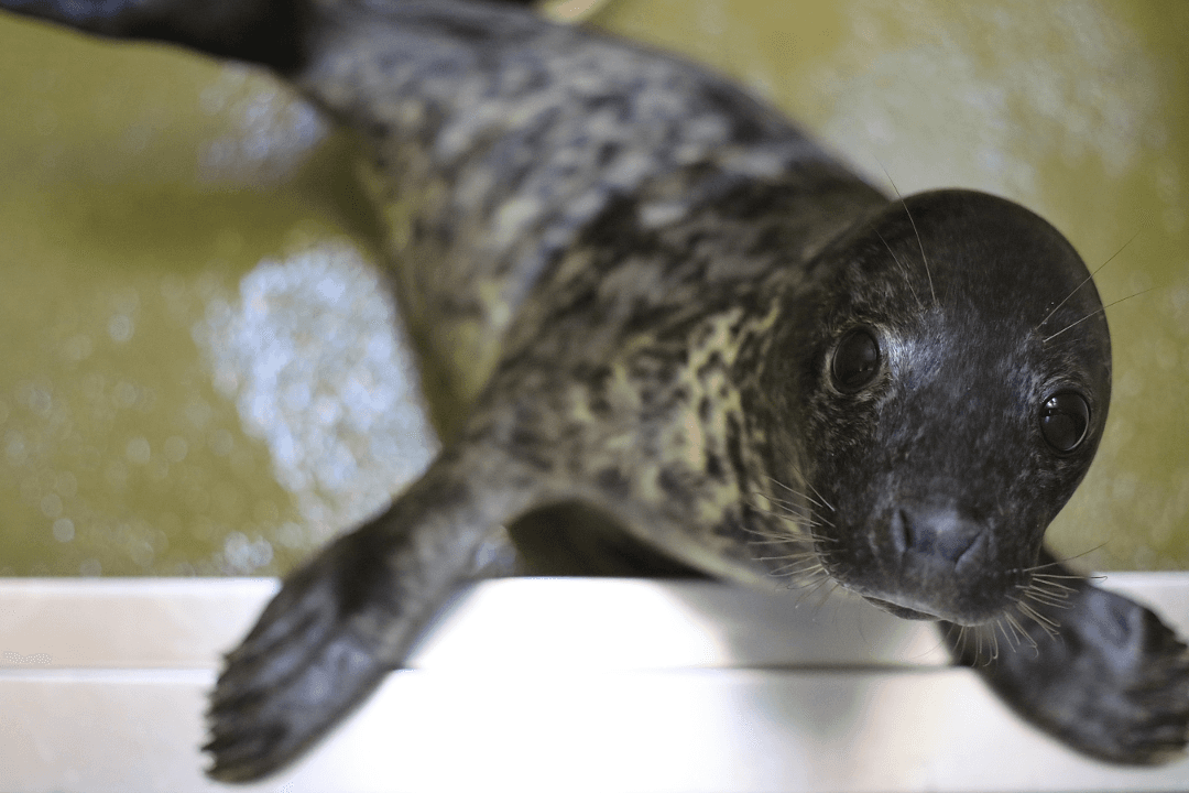 100 Baby Seals Captured by Chinese Poachers, Rescued and Sent to Wildlife Facilities