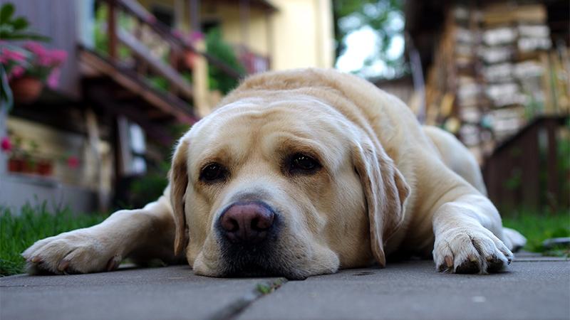 Dejected Dog Living in a Parking Lot After Owners Move Away Finds Love Again at Local Shelter