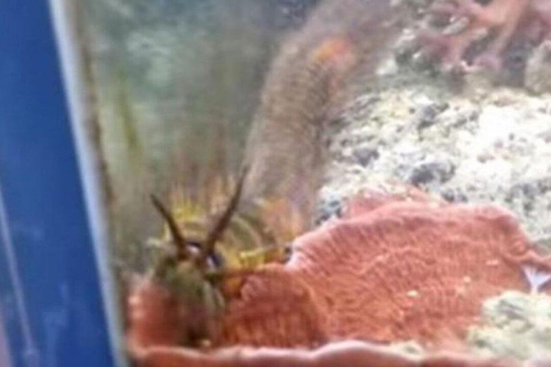 Man Discovers Massive Worm in His Fish Tank After Several Years