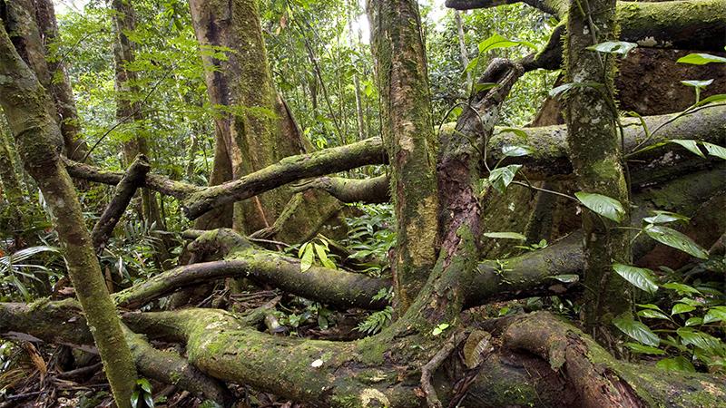 36-Foot Humpback Calf Found Dead in Amazon’s Swampy Mangroves: How Did It Get There?